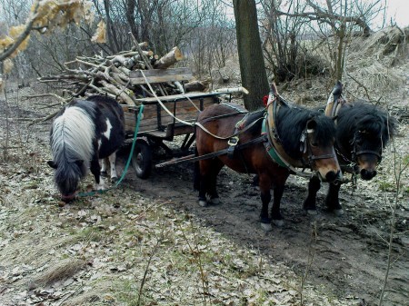 MÍŠA, MYŠKA a LUCKA